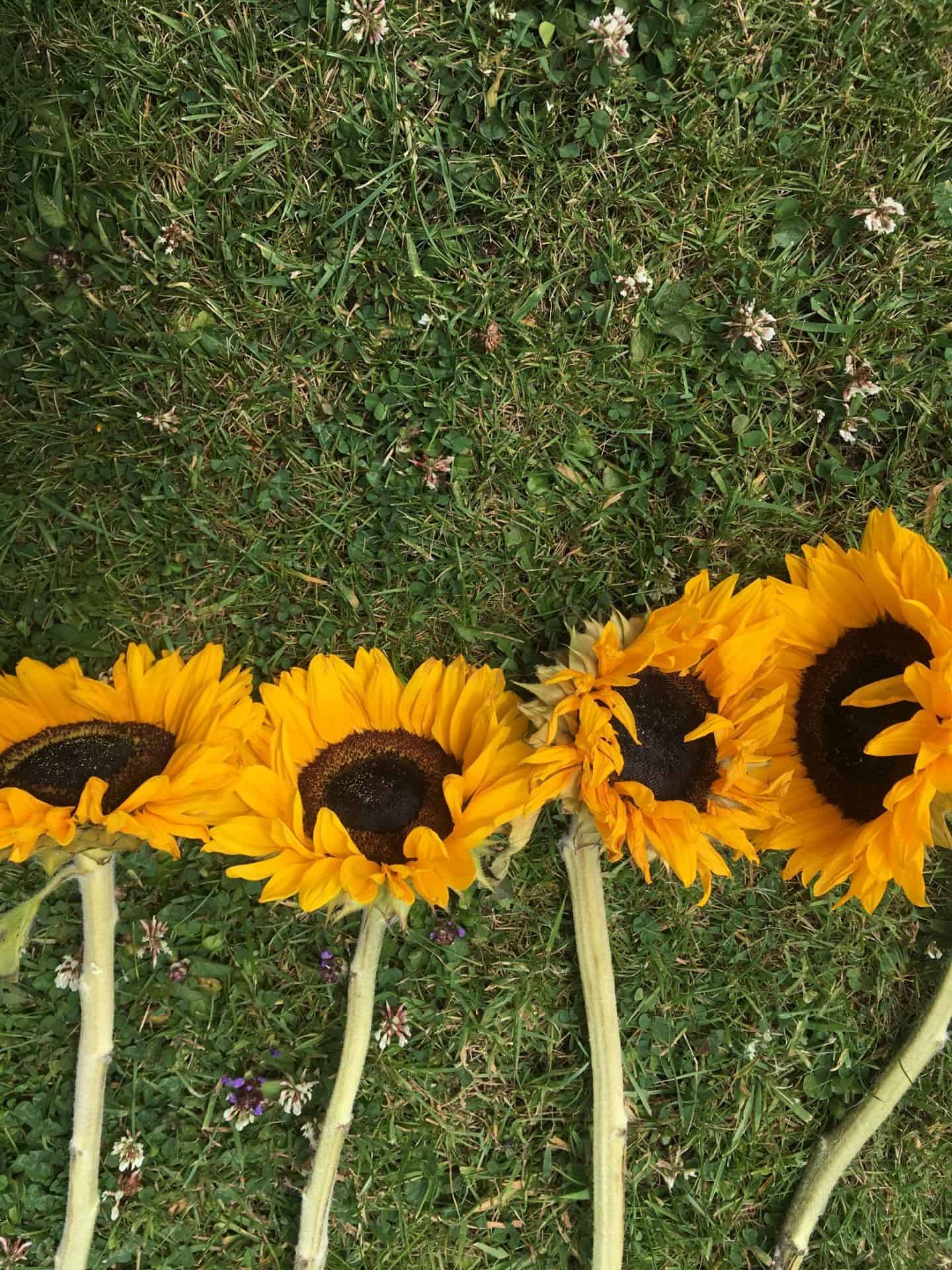 drying sunflower heads for birds