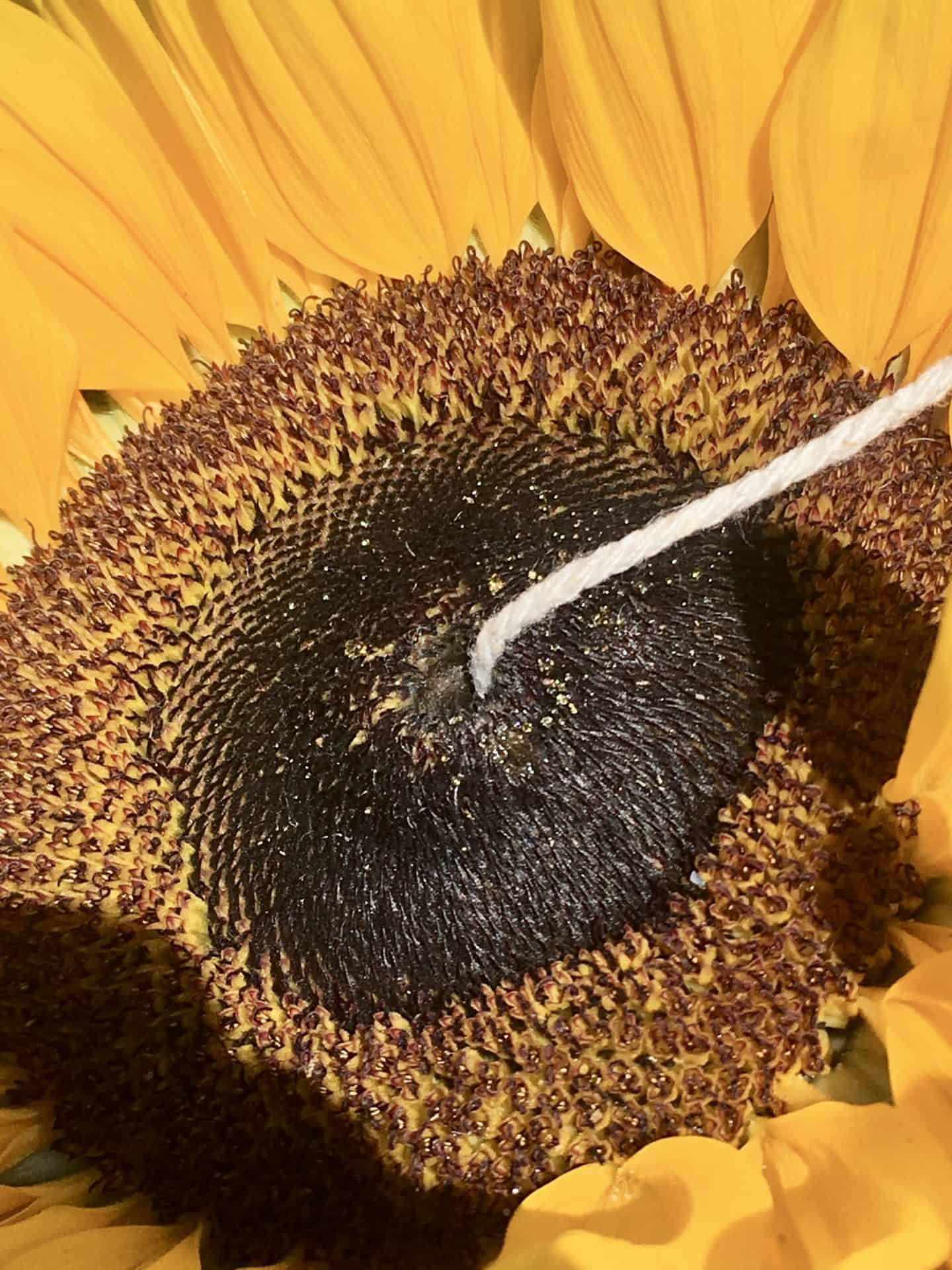 sunflower heads for birds